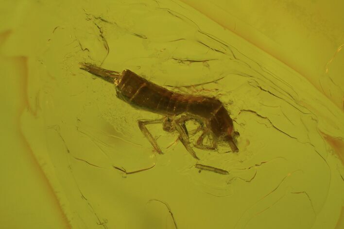 Detailed Fossil Springtail (Collembola) In Baltic Amber #81778